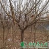 供给黄栌|黄栌价钱