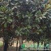 供给广玉兰|广玉兰小苗