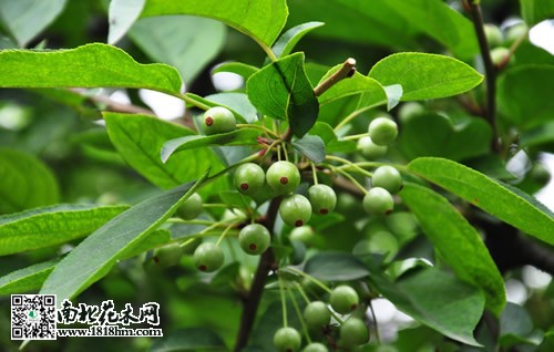 垂丝海棠的叶片
