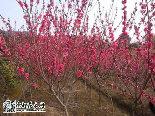 红叶碧桃图片2
