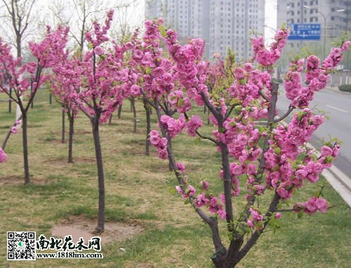 红叶碧桃图片3
