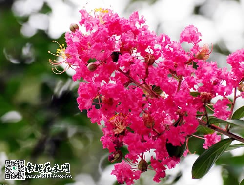 紫薇花图片2