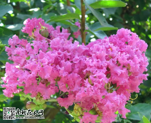 紫薇的品种4