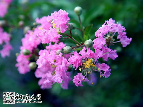 紫薇的品种5