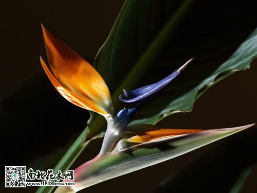 鹤望兰图片2