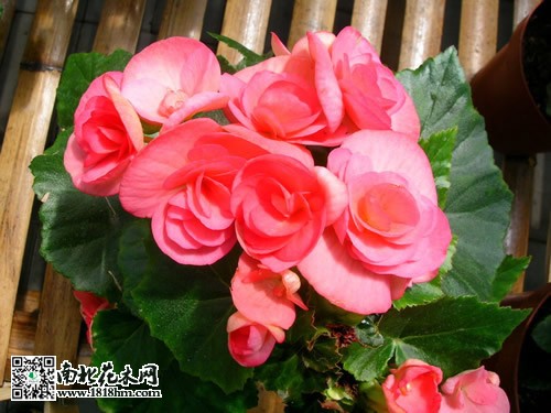 四时海棠花的花语故事