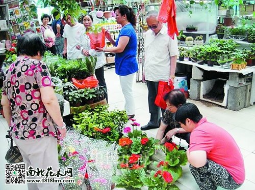 盆栽花草市场