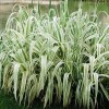 花叶芦竹价钱
