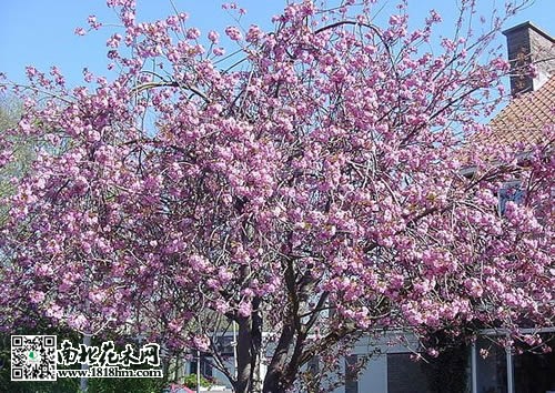 佳丽梅图片2