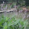 再力花供给