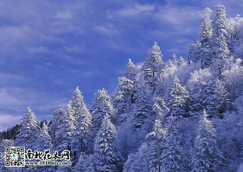 雪松图片