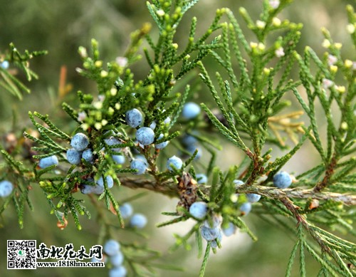雪松图片3