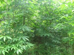 河南七叶树|七叶树供给