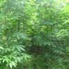 河南七叶树|七叶树供给