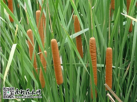 香蒲的特色