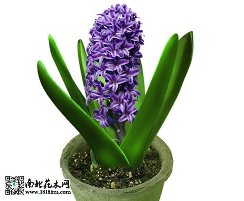 风信子盆栽养殖