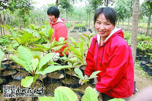 李青青花木莳植