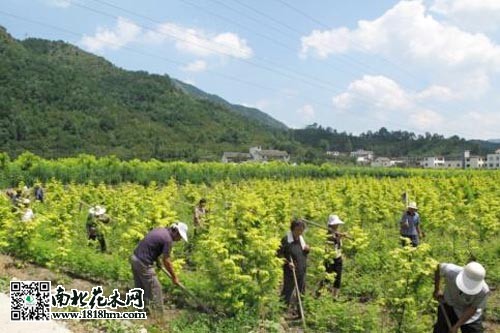 花木莳植