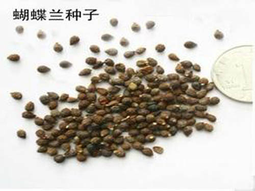 胡蝶兰种子