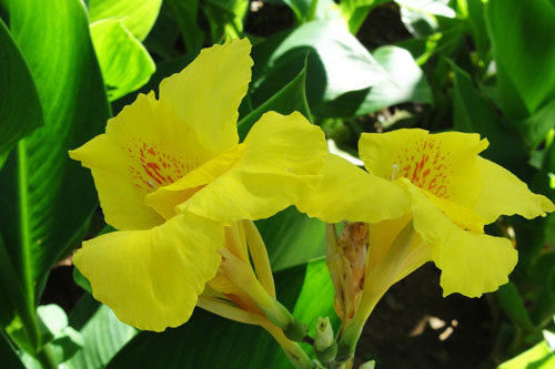 佳丽蕉花期