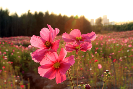 波斯菊花语