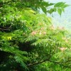 供给合欢种子