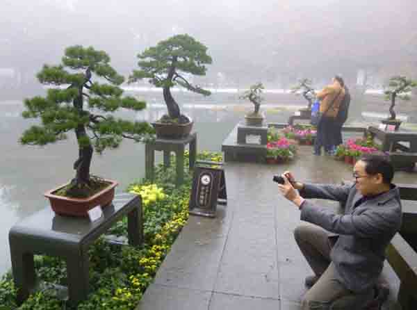 松柏盆景建造