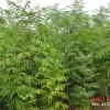 供给地径1公分·2公分·3公分无患子小苗