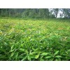 供给高度30公分木荷·50公分木荷·80公分木荷小苗