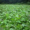 供给枫香小苗·1米枫香·地径1公分枫香小苗