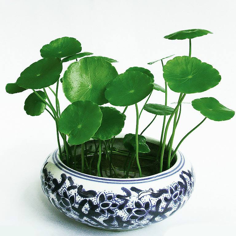 铜钱草