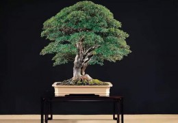 盆景的宿世此生——郑诚恭作品赏识