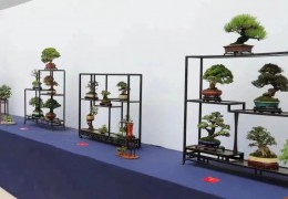 申办胜利！2023年国际盆景大展将在沭阳举行