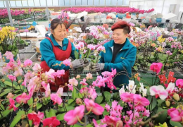 【新华社】江苏沭阳：诚信扶植擦亮中国花谷“金字招牌”